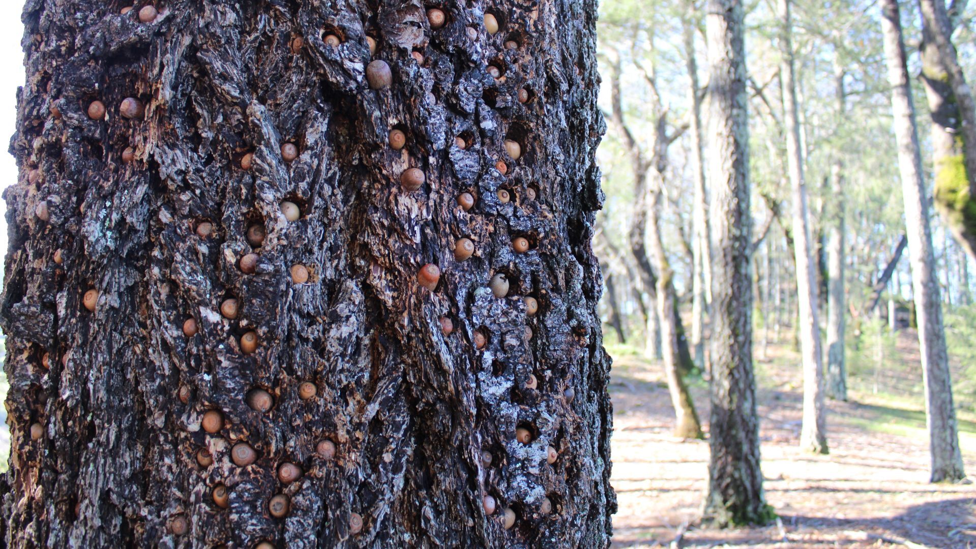 Smith-Madrone's impacted trees